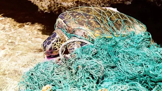 7 Potret Miris Hewan Terdampak Sampah Plastik