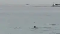 Sebuah video amatir berisi insiden seorang pria tiba-tiba diserang seekor hiu ketika berenang di pantai menjadi viral di media sosial. (Foto: Tangkapan layar akun Twitter @ahlipsikis)
