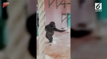 Seekor bayi Gorila, asik menari ballet sampai ia merasa pusing dan terjatuh.