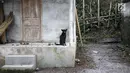 Seekor anjing terlihat duduk di sudut rumah yang ditinggal mengungsi oleh pemiliknya di Desa Sebudi, Karangasem, Bali, Senin (4/12). Seperti diketahui, Desa Sebudi berada di kawasan rawan bencana III Gunung Agung. (Liputan6.com/Immanuel Antonius)
