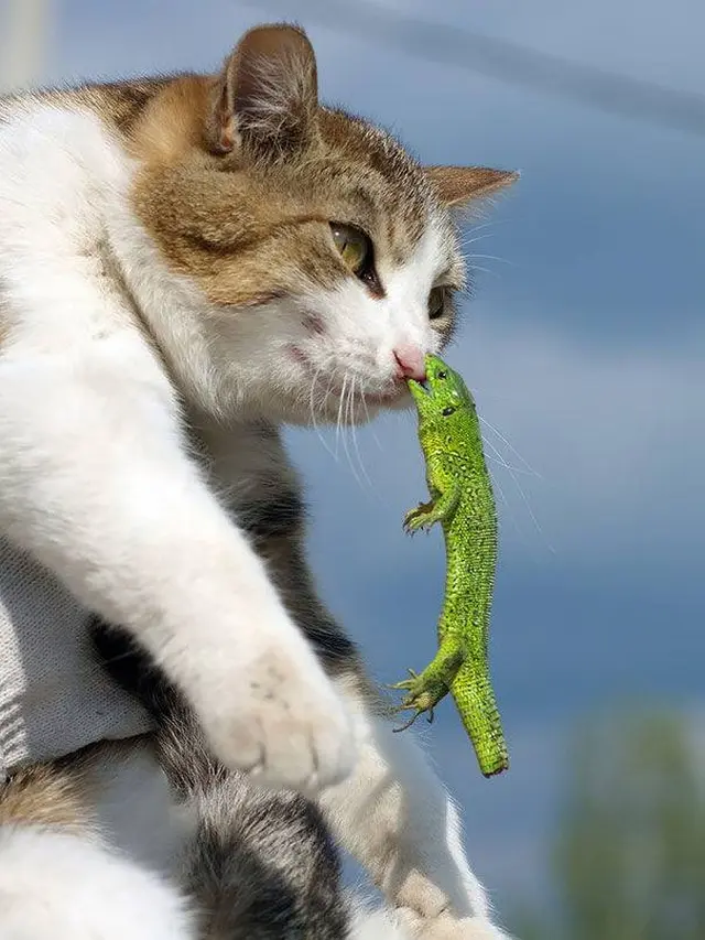 7 Momen Apes yang Dialami Kucing Ini Ini Bikin Kasihan