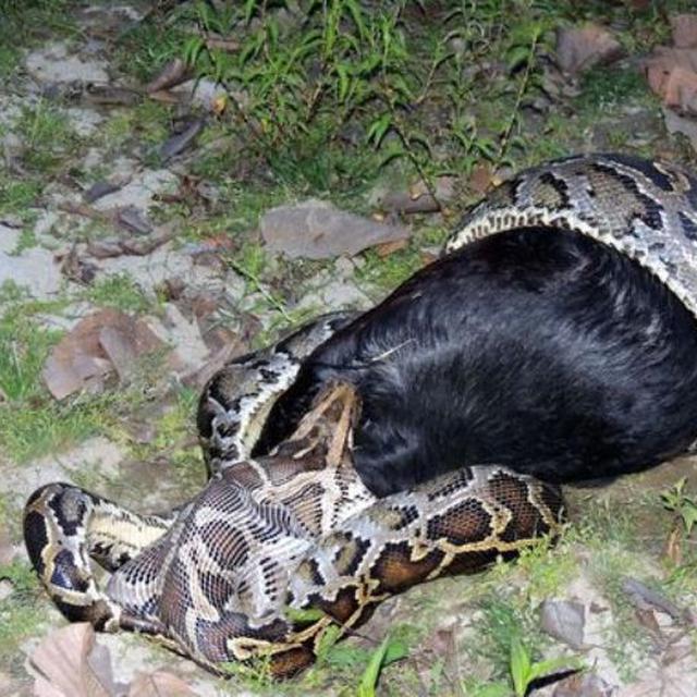 Heboh Warga Tangkap Piton Raksasa Tengah Makan Kambing Citizen6 Liputan6 Com