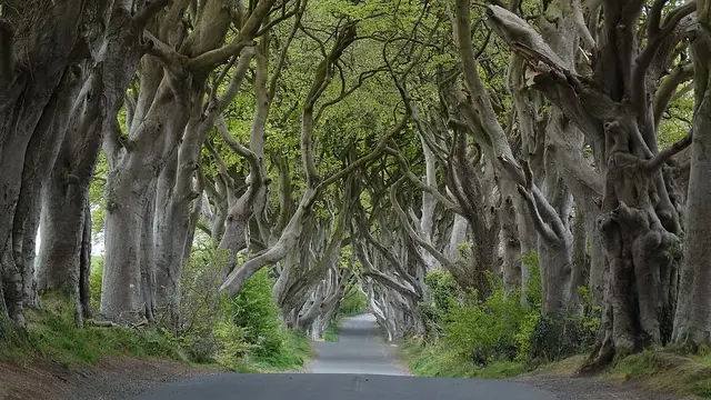 The Dark Hedges - Irlandia Utara
