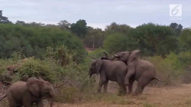 Sebuah video merekam kejadian lucu seekor gajah terjatuh saat sedang bercinta dengan pasangannya.