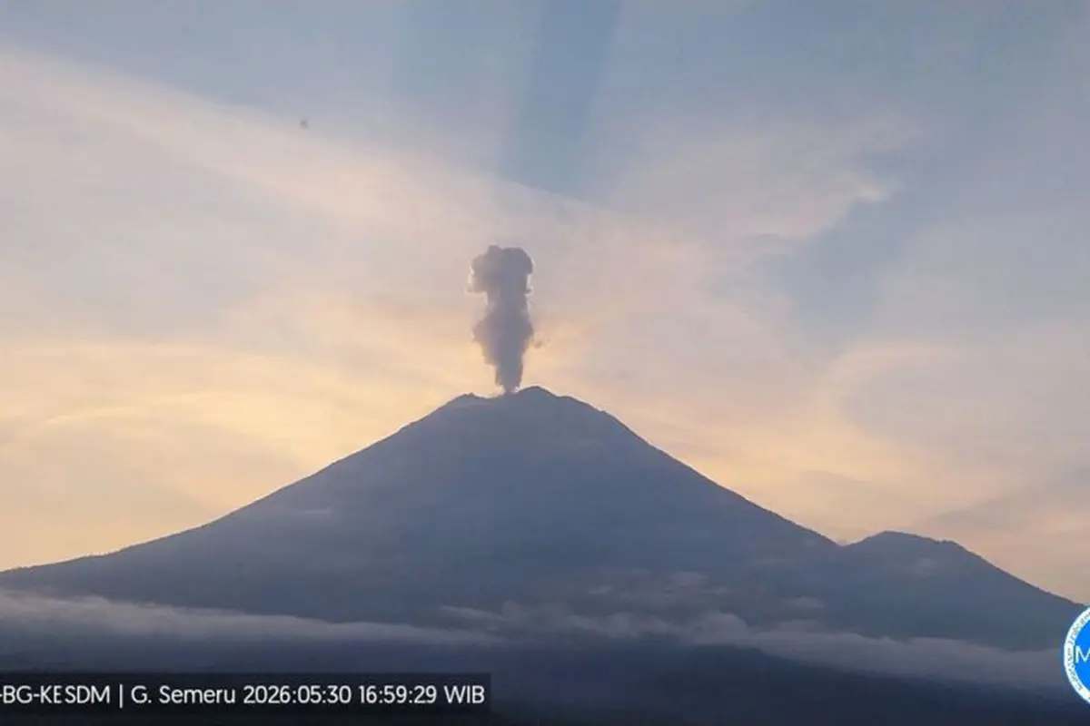 Gunung Semeru erupsi dengan tinggi letusan mencapai 1 km di atas puncak pada Sabtu (30/5/2026) sore (Istimewa)