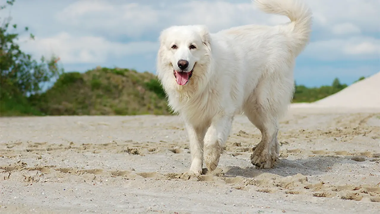 Great Pyrenees