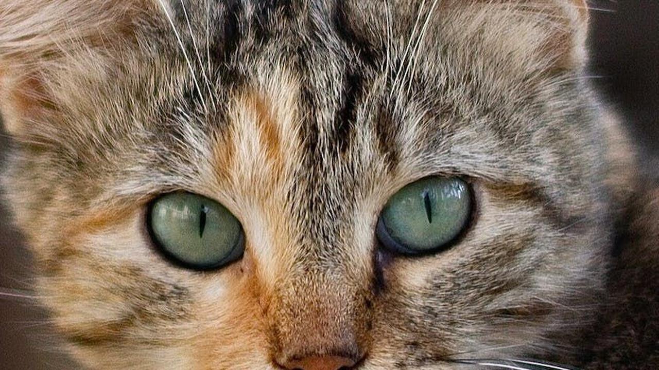 Sudah Bertahun-tahun Hilang, Masih Bisakah Kucing Pulang?