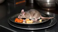 Ramai Hantavirus di Kapal Pesiar, Ketua IDAI Soroti Kebiasaan Sepele Ini