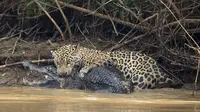 Seorang fotografer berhasil menangkap momen pertempuran ganas antara seekor jaguar dengan seekor caiman. (Getty Images/Chris Brunskill)