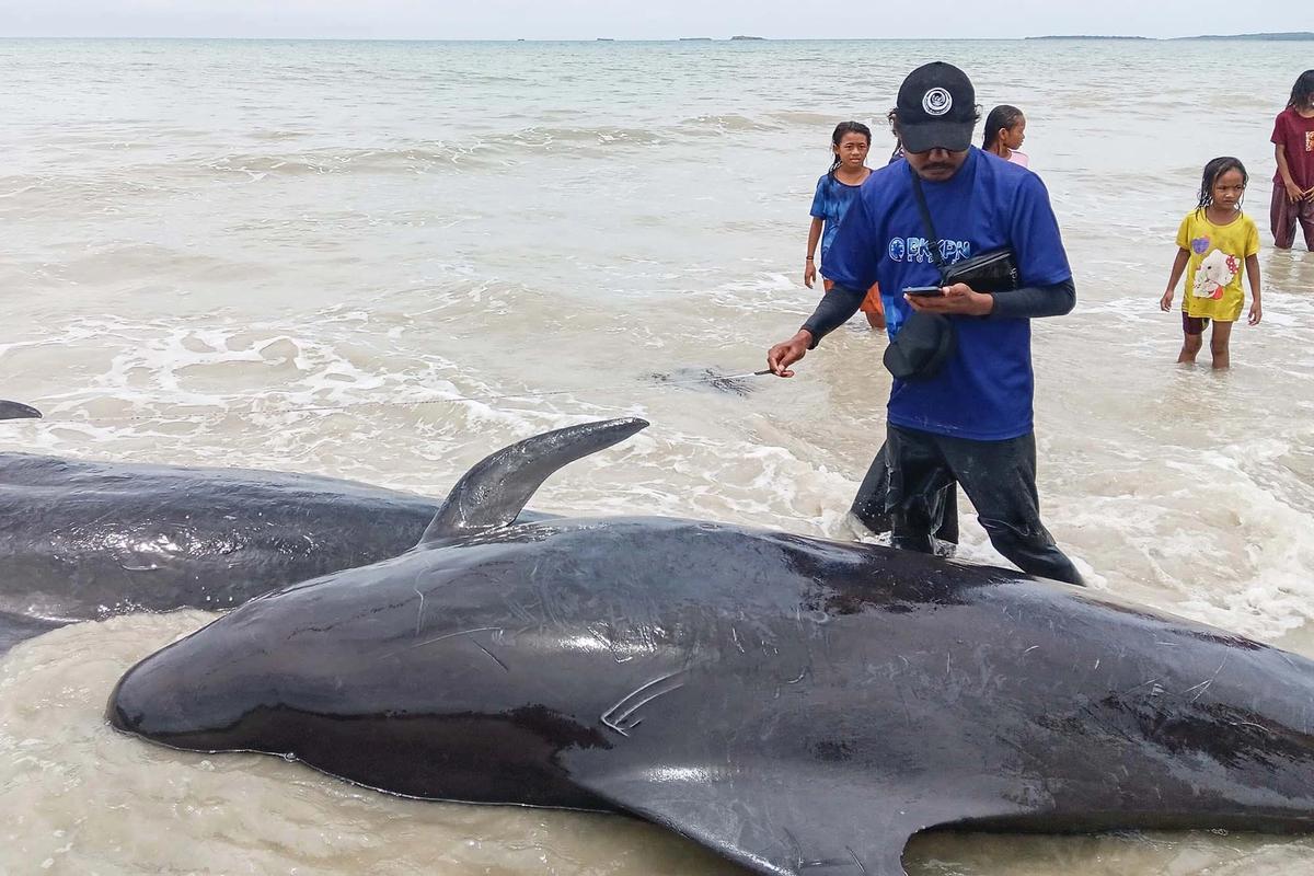FOTO: Puluhan Paus Pilot Terdampar di Pantai Mbadokai NTT