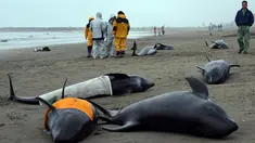 Lebih dari 130 lumba-lumba berkepala ikan paus (Pephonocephala Electra) terdampar di pantai Hokota, Jepang, Jumat (10/4/2015). Ikan paus melon ini merupakan keluarga lumba-lumba yang biasa hidup di laut dalam. (AFP PHOTO/Toshifumi Kitamura)