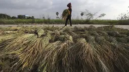 Seorang petani mencari batang padi untuk dikeringkan di trotoar selama musim panen di desa Svay Bork di luar Phnom Penh, Kamboja, Selasa (3/11/2020). Petani Kamboja mulai memanen padi setelah musim hujan. (AP Photo/Heng Sinith)