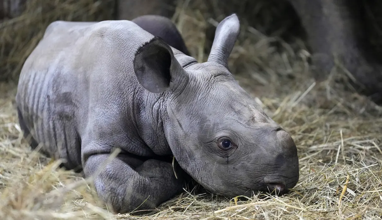 Badak hitam timur yang terancam punah berbaring sebelah ibunya Eva dalam kandangnya di kebun binatang di Dvur Kralove, Republik Ceko, Rabu (16/3/2022). Anak badak jantan itu lahir pada 4 Maret 2022 dan diberi nama Kyiv. (AP Photo/Petr David Josek)