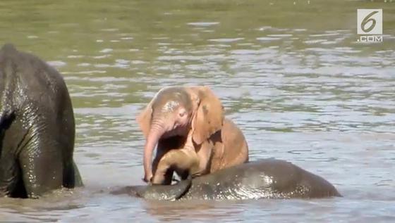 VIDEO: Bayi Gajah Langka Ditemukan di Afrika Selatan 