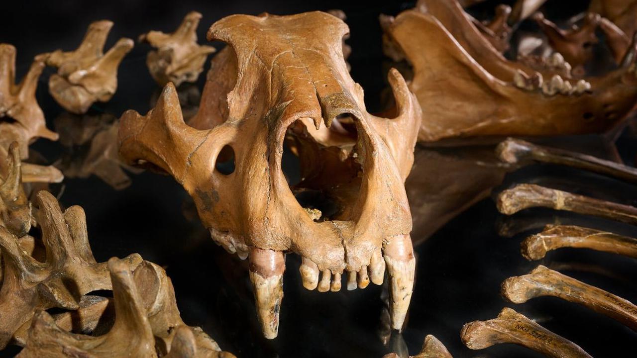 1. Catatan Tertua Hominid yang Berhasil Membunuh Predator Besar<br>
