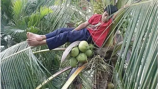 6 Aksi Nyeleneh Orang di Atas Pohon Ini Bikin Heran, Jadi Tempat Bersantai