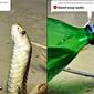 Beri air minum ke ular kobra (Sumber: TikTok/@awatanation)