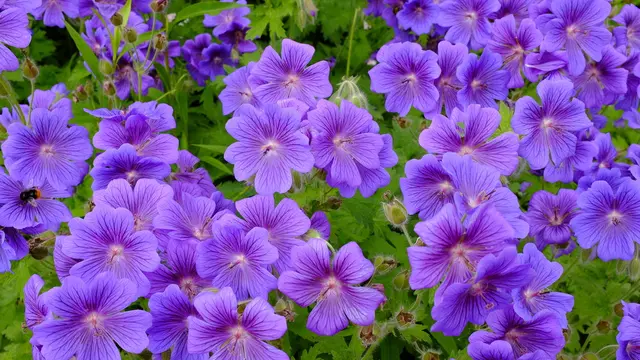 Perennial Geranium