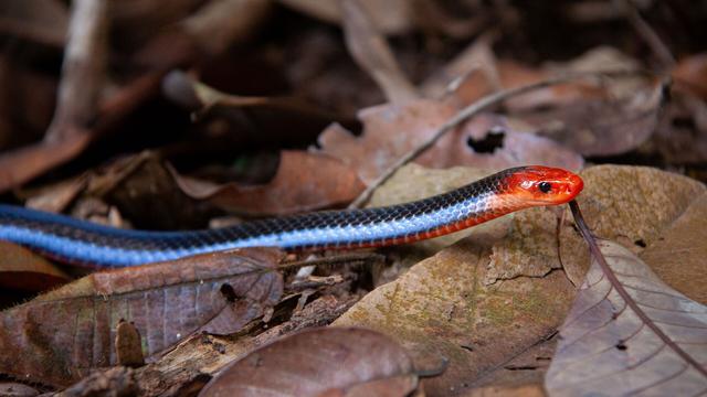 Blue Malaysian Coral Snake