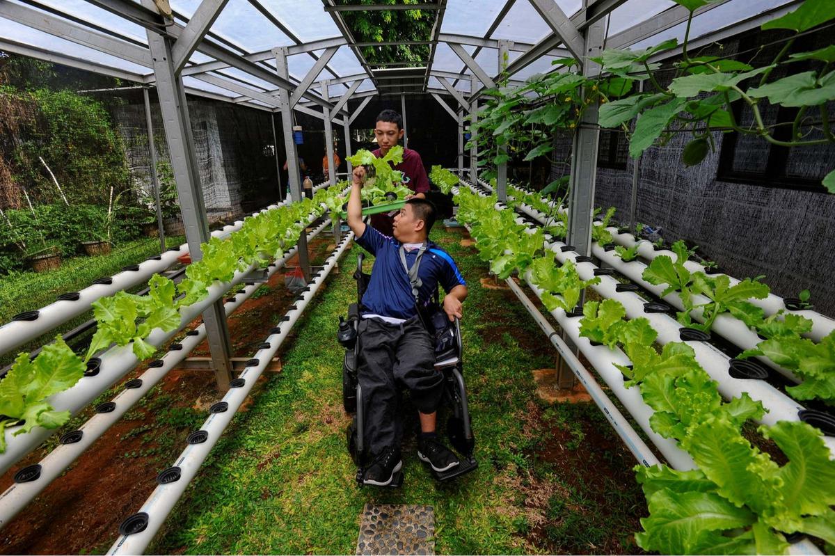 Murid difabel panen selada air di kebun hidroponik YPAC