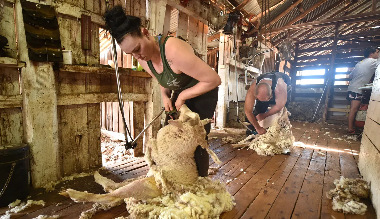Emma Billet mencukur bulu domba di tempat pemotong bulu domba di New South Wales, Australia (21/2). Emma Billet pencukur bulu domba berpangalaman yang cukup terkenal di wiliayah tersebut. (AFP/Peter Parks)