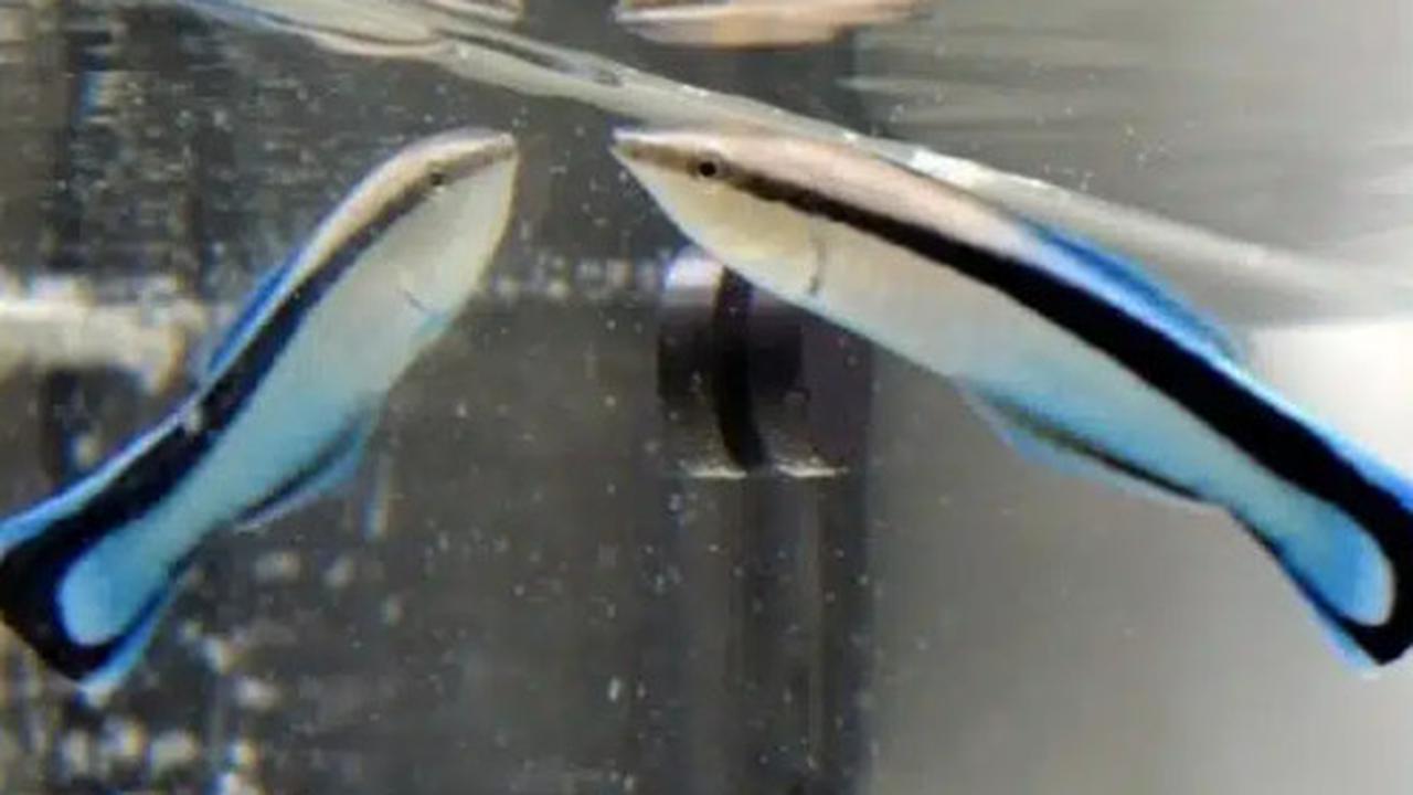 Ikan Dokter