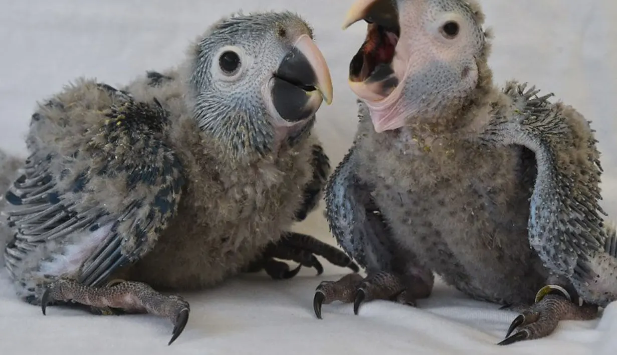 Dua anak ayam jenis Macaw Spix bernama Karla (kanan) dan Tiago menjadi koleksi langka konservasi satwa liar di ACTP Schoeneiche, Jerman bagian timur, Rabu (14/05/2014) (AFP photo/Patrick Pleul)