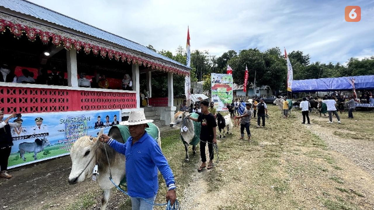 Kontes ternak sapi dan kambing di Donggala