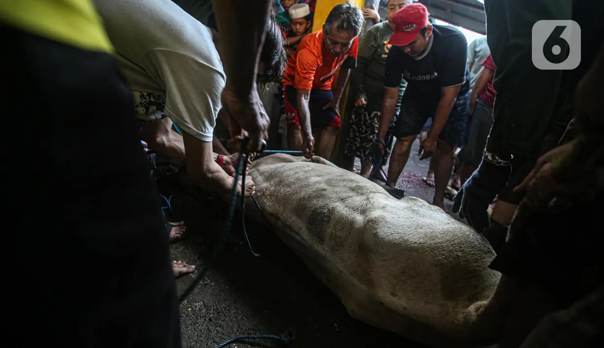 Warga bersiap memotong hewan kurban di kawasan Kramat Pulo Gang 18 RT 1 RW 8, Jakarta, Minggu (10/7/2022). Panitia Majelis Taklim Al Iman memotong tiga sapi untuk kemudian dibagikan kepada fakir miskin sebagai bentuk rasa syukur atas rizki dari Allah pada perayaan Hari Raya Idul Adha 1443 H. (Liputan6.com/Faizal Fanani)