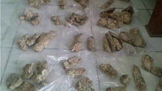 Warga Blora Temukan Fosil Mamalia Paus Purba di Jawa Tengah