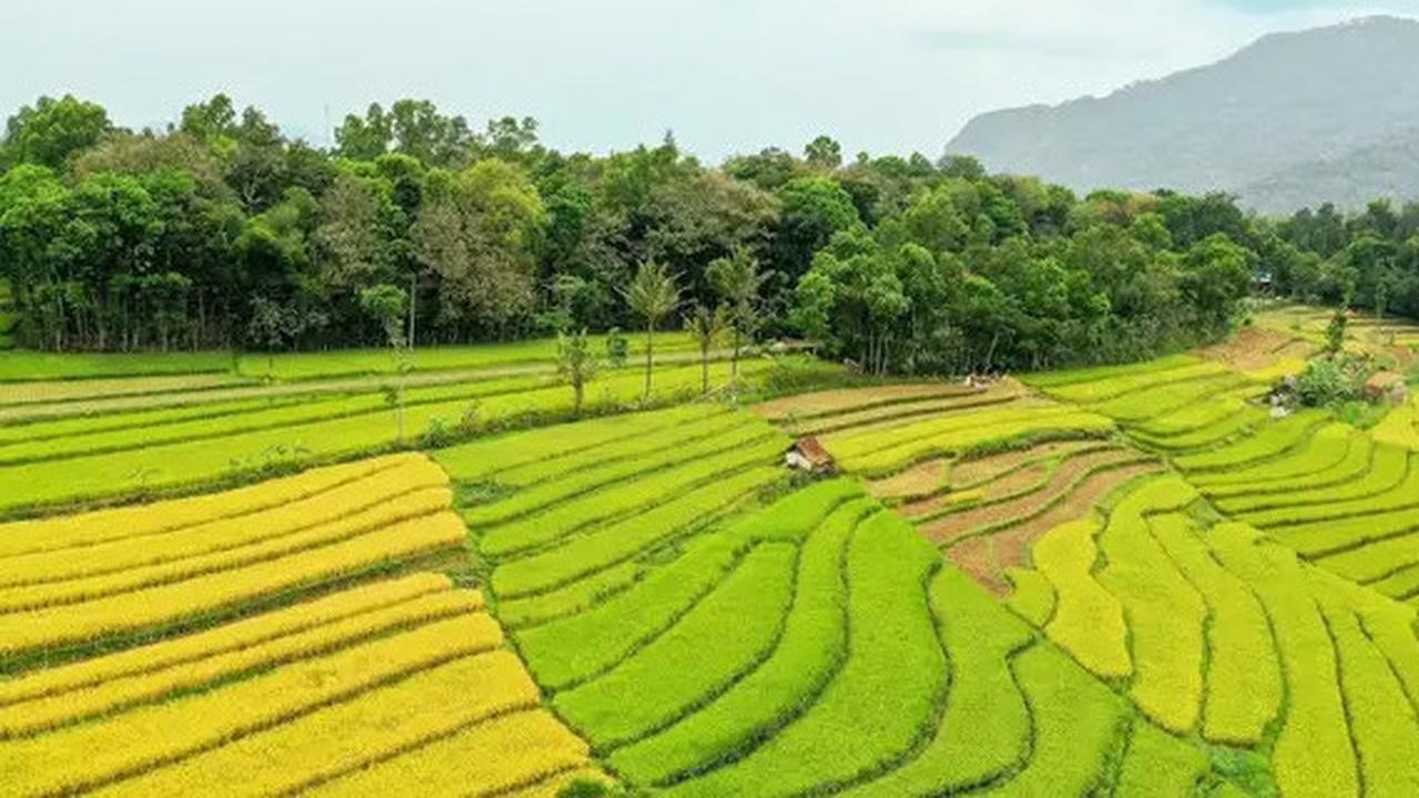 Rahasia Petani di Jatim Kini Bisa Panen 4 Kali dalam Setahun
