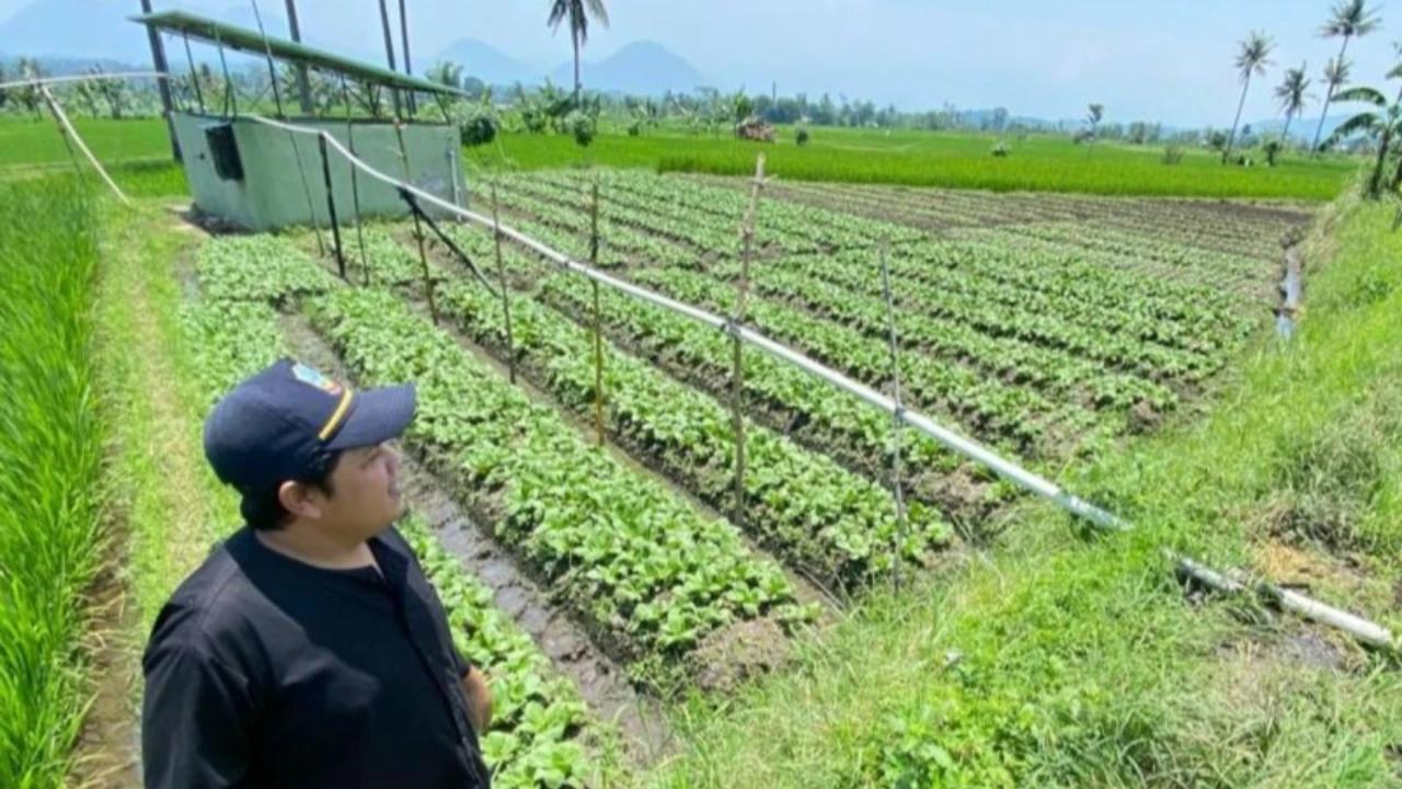 Strategi Pemerintah Strategi Jaga Produksi dan Swasembada Pangan Hadapi Kemarau