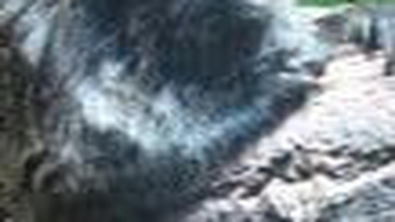 5. Tamarin Graells<br>