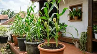 5 Tips Merawat Jagung dalam Pot agar Tanaman Berbuah dengan Baik