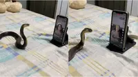 Video ular sedang asyik menonton live TikTok ini serius banget. (Sumber: TikTok/venocobra)