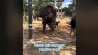 Gajah di Kebun Binatang Houston berlatih yoga. (dok. TikTok @chroncom/Dinny Mutiah)
