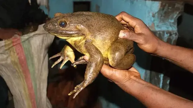 10 Hewan yang Ditakuti Ular, Bisa Jadi Penangkal Alami di Rumah