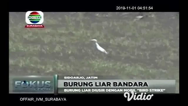 Burung liar yang berada di area Bandara International Juanda, Sidoarjo Jawa Timur diusir oleh mobil khusus pengusir burung oleh petugas patroli bird strike.