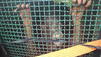 Tempat Rehabilitasi Orangutan Dicaplok Manusia