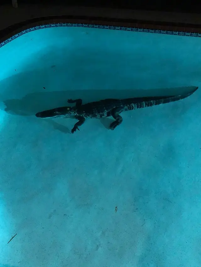 Perempuan Ini Terbangun dan Menemukan Alligator Berenang di Kolamnya