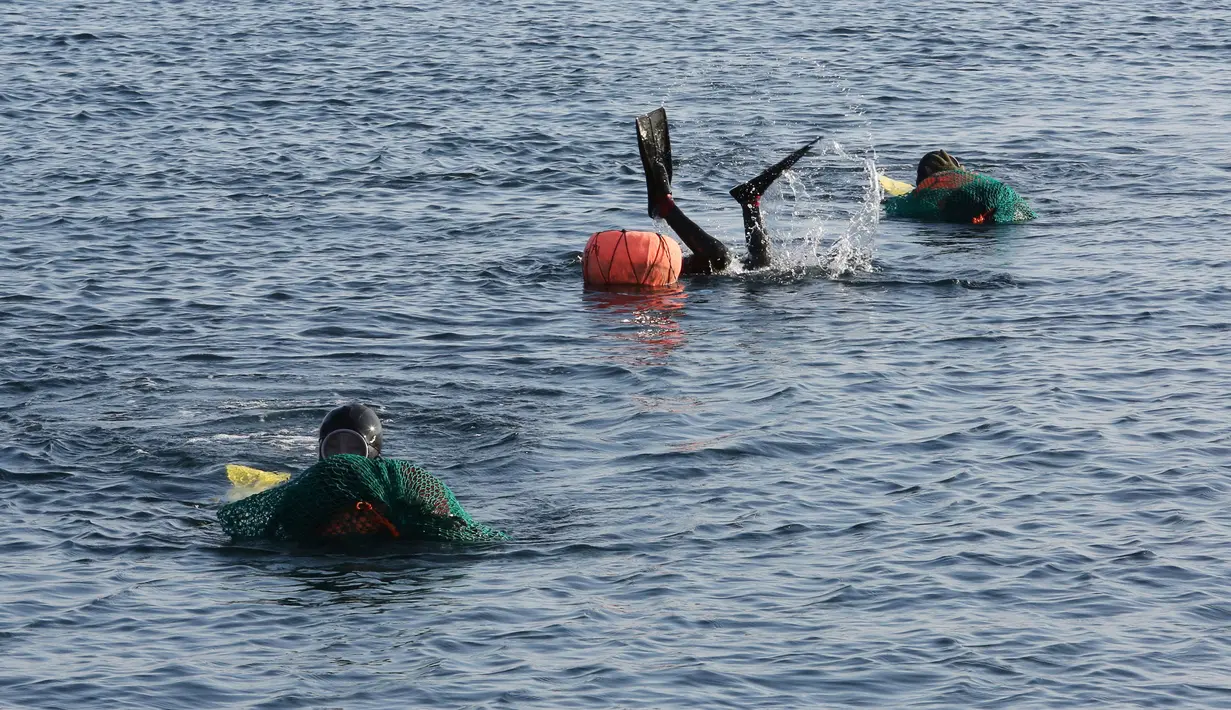 Haenyeo Korea Selatan menyelam saat menangkap kerang dan abalone di pulau Jeju, 23 November 2018. Mereka mampu menyelam ke kedalaman sampai 20 meter dan menahan napas lebih dari 2 menit, bahkan di musim dingin sekalipun. (AP/Ahn Young-joon)
