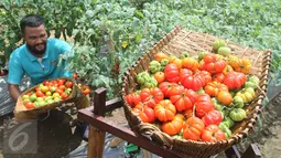 Petani binaan PT East West Seed Indonesia (Ewindo) memanen tomat saat Expo Nasional Cap Panah Merah di Jawa Barat, Jumat (5/5). Sebanyak 700 petani hadir dalam acara expo tersebut. (Liputan6.com/Istimewa)