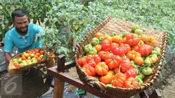 Petani binaan PT East West Seed Indonesia (Ewindo) memanen tomat saat Expo Nasional Cap Panah Merah di Jawa Barat, Jumat (5/5). Sebanyak 700 petani hadir dalam acara expo tersebut. (Liputan6.com/Istimewa)