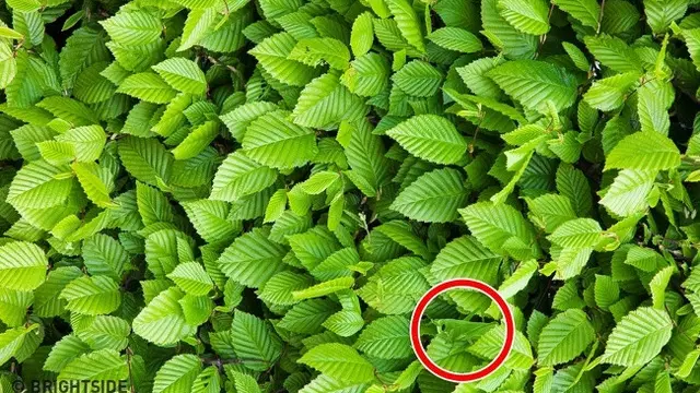 Daun hijau