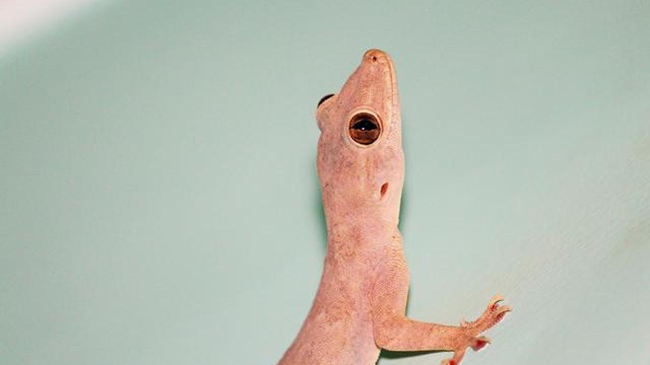 10 Tanda Rumah Kotor Banyak Cicak, Jangan Diabaikan