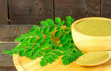 Manfaat Daun Kelor untuk Asam Urat, Solusi Herbal yang Terbukti Efektif