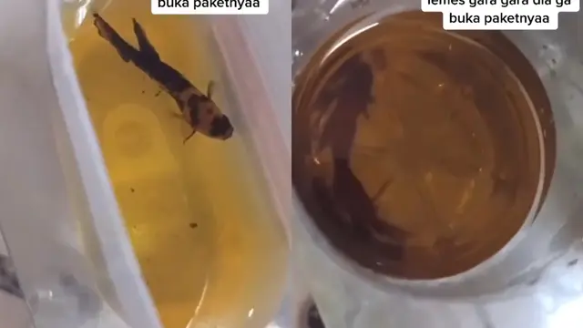 Ikan Cupang Sekarat