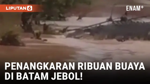 VIDEO: Geger! Penangkaran Buaya Jebol akibat Tanah Longsor di Batam