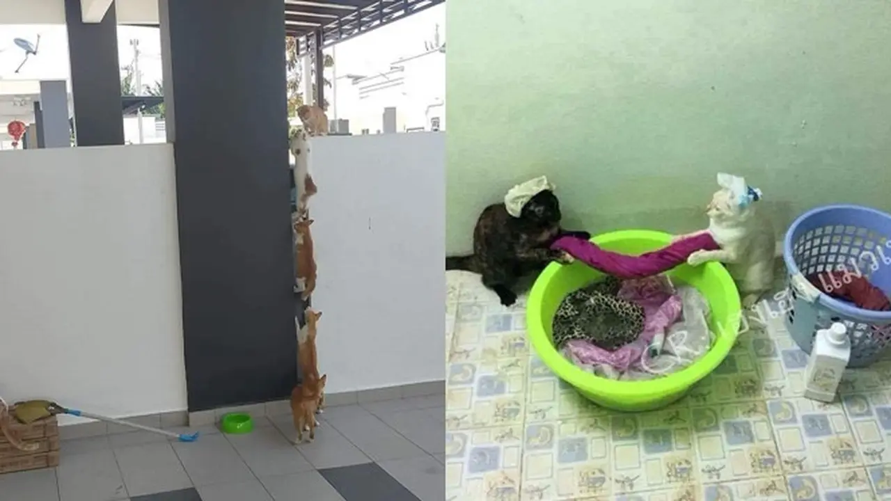 6 Potret Kucing saat Saling Kerja Sama Ini Bikin Gemas