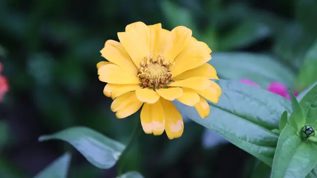 Bunga Zinnia Kuning